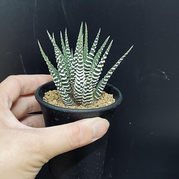 ハオルチア 12本セット gp-yamacho_haworthia48